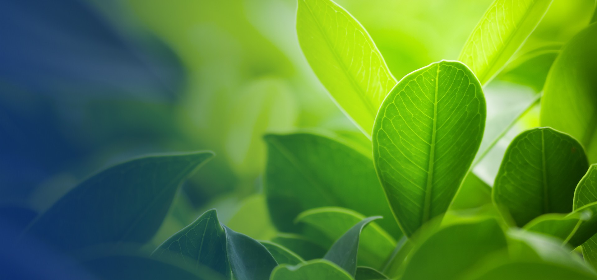 Go Green